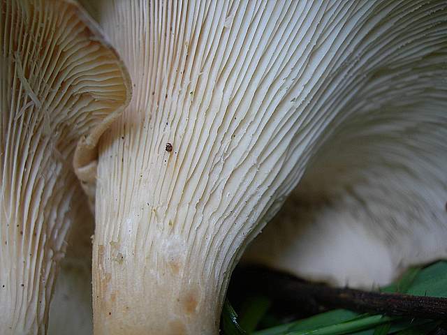 Funghi trasformisti , necrofili e sterili